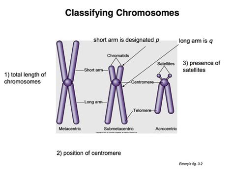 Gen Cytogenetics Flashcards Quizlet