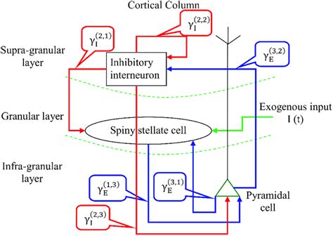 Cortical column architecture. A cortical column is segregated into ...