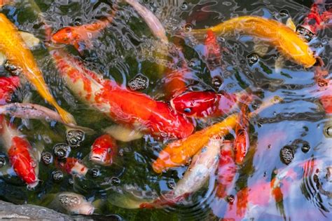 Premium Photo Colorful Koi Fish Swiming In The Pool Fancy Carps Fish