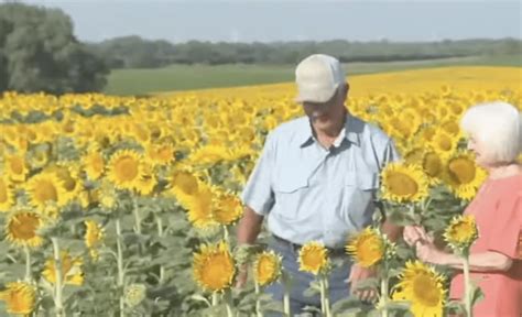 Adoring Husband Plants 1 2 Million Sunflowers Across 80 Acres To