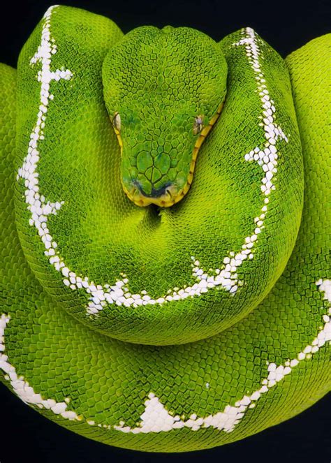 green tree python teeth 7
