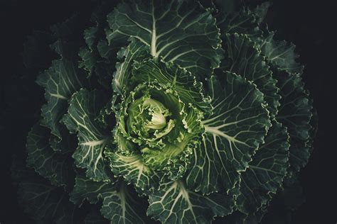 Cabbage Field Wallpapers - Wallpaper Cave