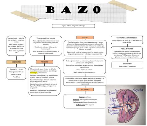 Esofago Mapa Conceptual Anatomia Uleam Studocu Porn Sex Picture The