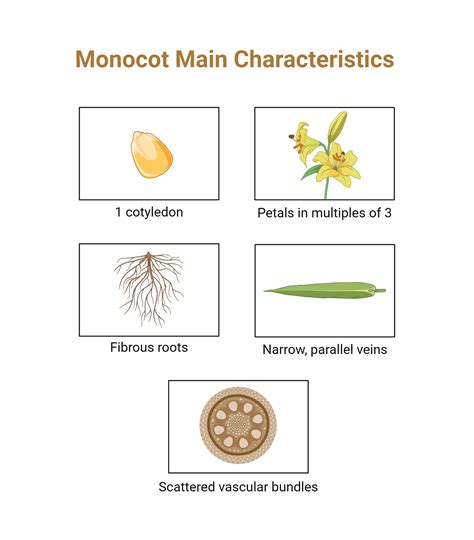 Monocot Main Characteristics | BioRender Science Templates