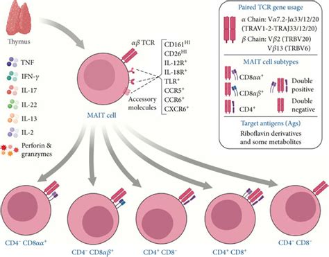 Overview Of Subpopulations Important Receptors And Cytokines Produced