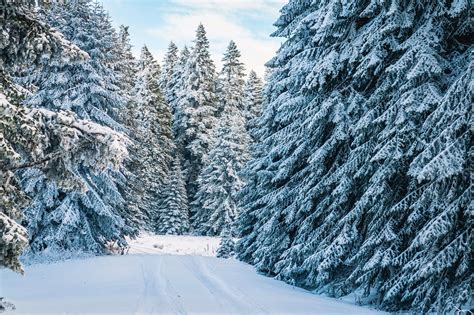 Paysage Hiver Des Arbres Les Photo Gratuite Sur Pixabay Pixabay