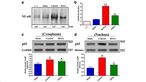 Effect Of Hsya On Nf B Activation In Rat Spinal Cord A B