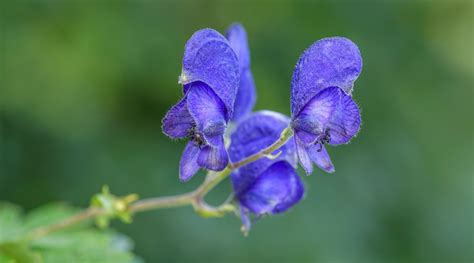 How to Plant, Grow and Care For Monkshood