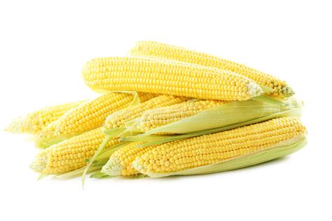 Sweet Corns Stock Image Image Of Closeup Farm Open 76072727