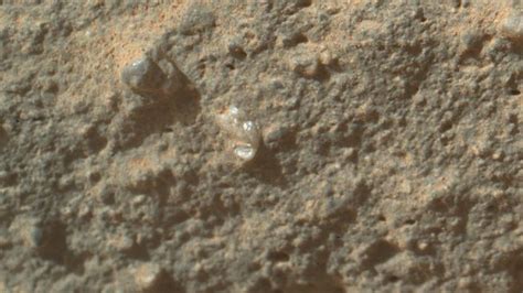 Mars Flower Photo Puzzles Scientists