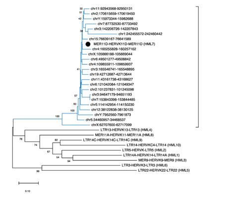 Phylogenetic Tree Of HML7 Proviral Loci The Identified HML7 Proviruses