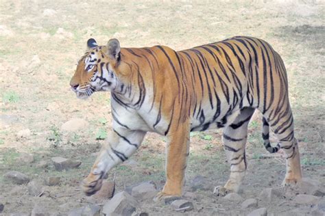 Tadoba Andhari Tiger Reserve Wildusk