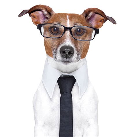 Dog In Suit Stock Photos Pictures And Royalty Free Images Istock