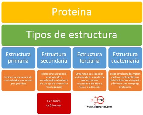 Tipos De Estructura De Una Prote Na Qu Mica Cibertareas