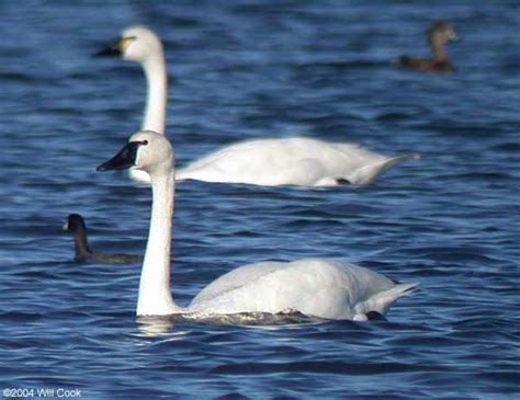 Tundra Swan (Cygnus columbianus)