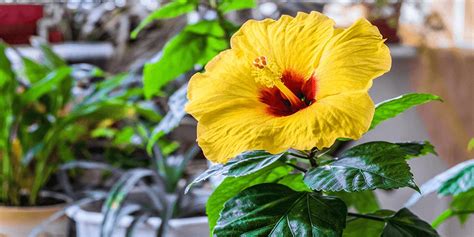 Hibiscus Plant Care Indoors - How to Care for A Hibiscus Houseplant ...