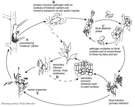 The Disease Cycle Of Erwinia Amylovora Model Adapted From Johnson