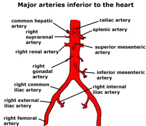 Abdominal Vasculature Flashcards Quizlet