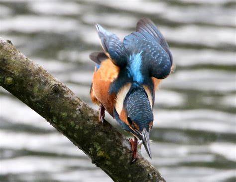 Kingfisher Male Pennington Fish Being Battered Colin Mccooey