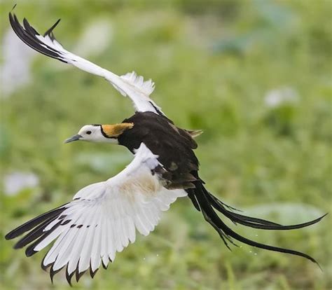 Bird Jacanidae Jacanas Fat Birder