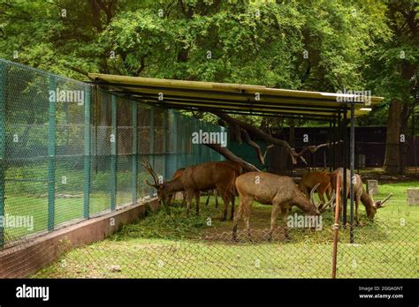 Chasse Dans La Jungle Banque De Photographies Et D’images à Haute Résolution Alamy