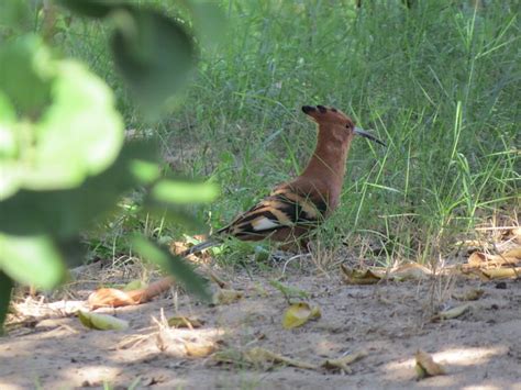 Bird Africa Hoopoe - Free photo on Pixabay - Pixabay