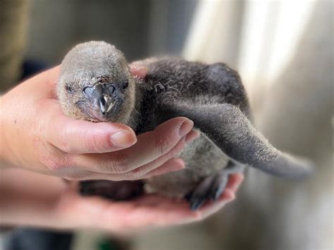 和歌山城公園動物園でフンボルトペンギンの名前募集 2年ぶり、ひな誕生 和歌山経済新聞