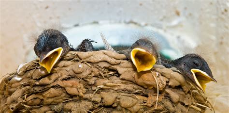 Birds JP Smock Photography