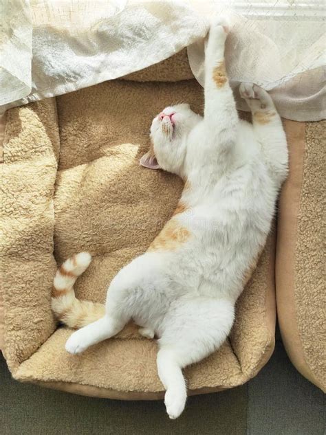 Cat Sleeping In Cat Bed Orange And White Cat Relaxing At Home Stock