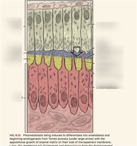 Amelogenesis: Enamel Matrix appositional growth Diagram | Quizlet