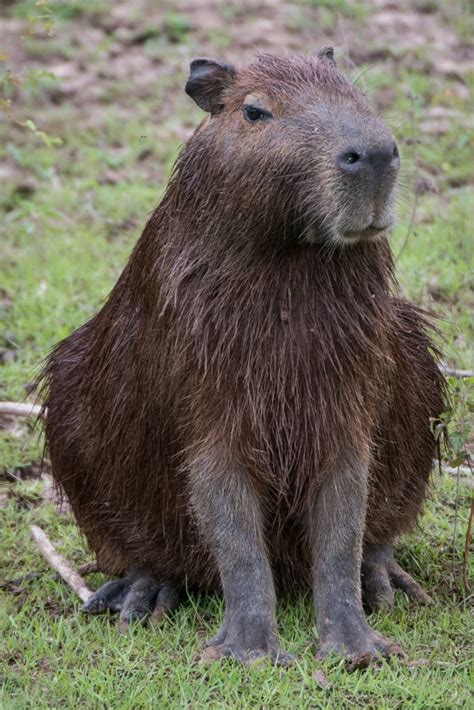 Capybara Pictures Popsugar Pets