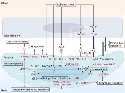 Frontiers The Role Of Pericytes In Ischemic Stroke Fom Cellular