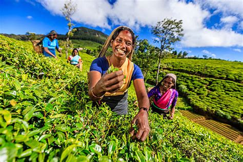 The role of women on Sri Lankan tea plantations - kiptra