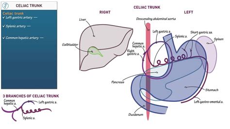 celiac plexus anatomy