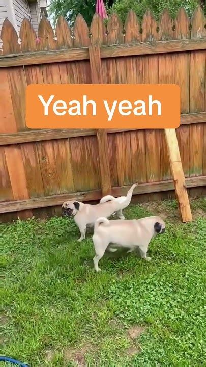 How Do Pugs Dance Like Usher Dancemoves Youtube