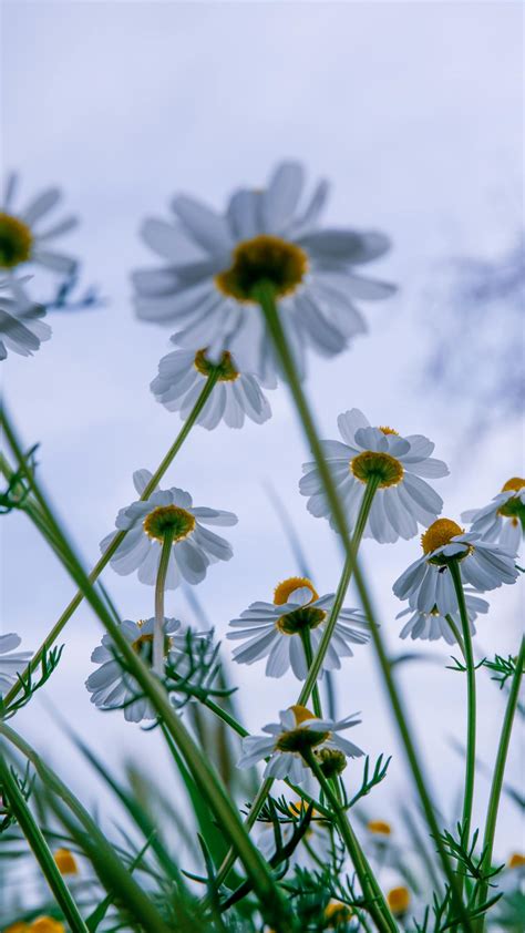 Chamomile Flowers Photos, Download The BEST Free Chamomile Flowers ...