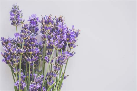 104,615+ Best Free Lavender flowers Stock Photos & Images · 100% ...