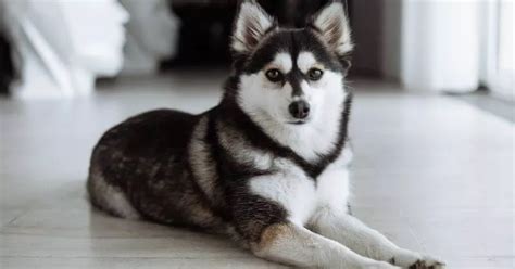 Croquettes Pour Pomsky Comment Bien Les Choisir Hector Kitchen