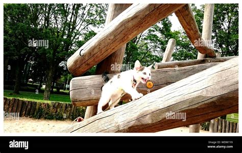 Wooden Man Made Structure Cut Out Stock Images Pictures Alamy