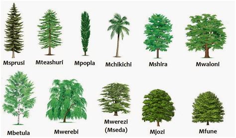 Swahili Land: Aina za Miti (Types of Trees)