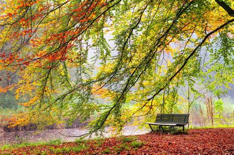 Bankje In Het Bos