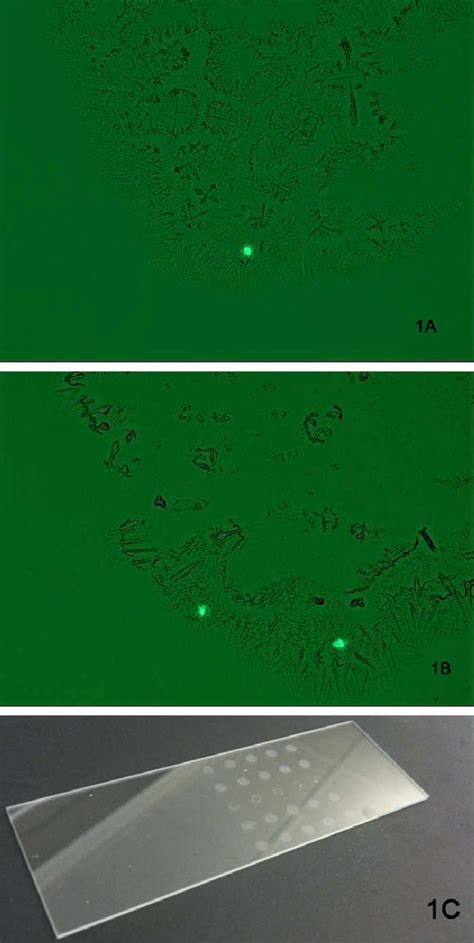 Celltracker Tm Green Cmfda Labeled Cells In A Droplet Deposited By The