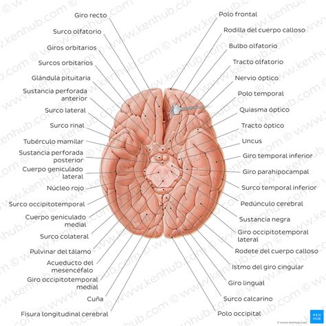 Tronco Encefálico Definición Anatomía Partes Función Kenhub