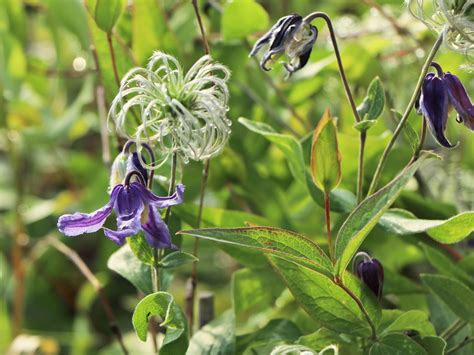 Clematis Integrifolia Clematis Integrifolia Baumschule Horstmann