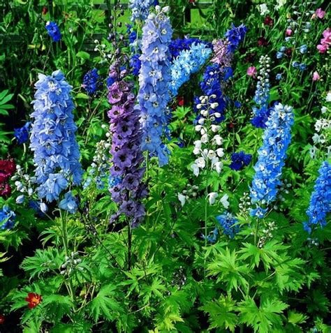 Hayloft Plants | Plants, Delphinium, Plants delivered