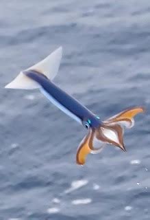 Mostly Open Ocean: Flying squid really fly