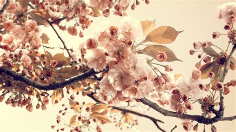 Vintage Flowers Wallpapers - Wallpaper Cave