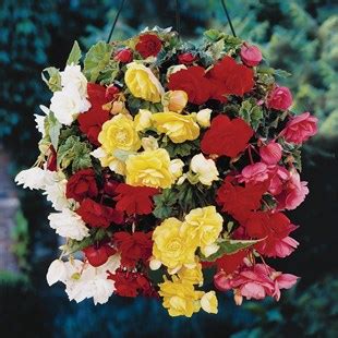 Begonia Cascade Pendula Mixed 1 Pre Planted Hanging Basket Garden