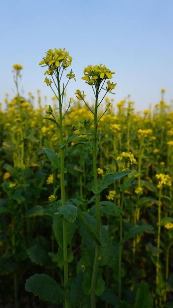 Premium Photo Mustard Seed Plant Growing In Field Of Yellow Gold