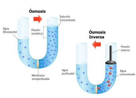 Descubre Qu Es La Smosis